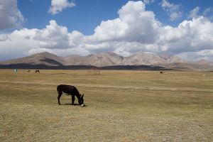 central asia kirghizistan stefano majno donkey desolation.jpg